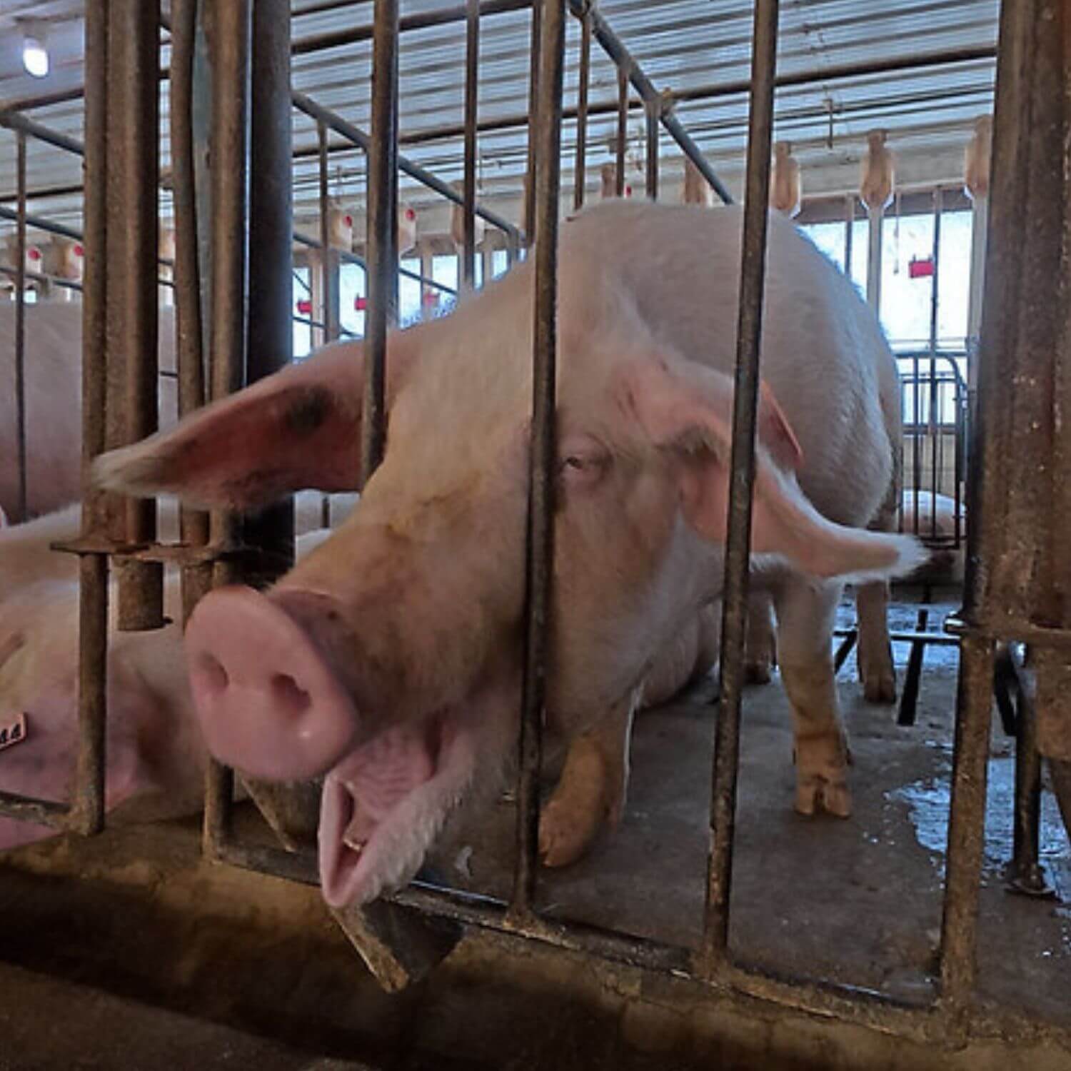 Pig behind bars ahold investigation (1500x1500)
