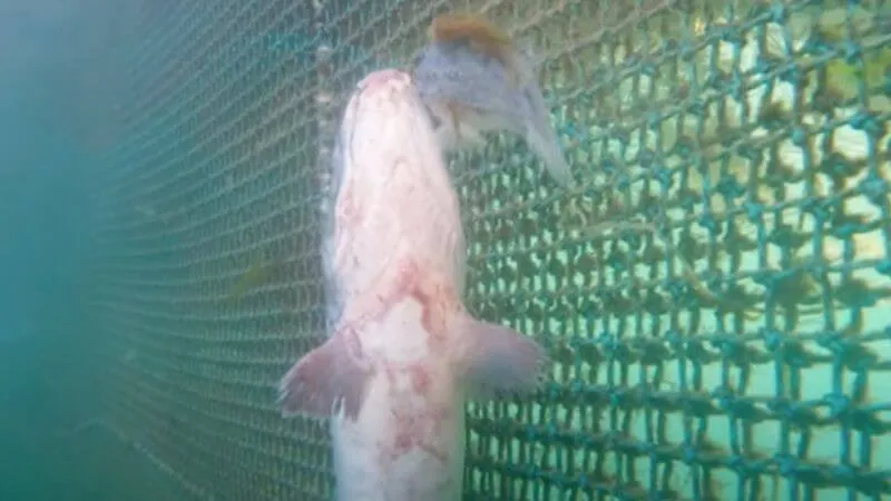 Sick salmon UK farm 800x450