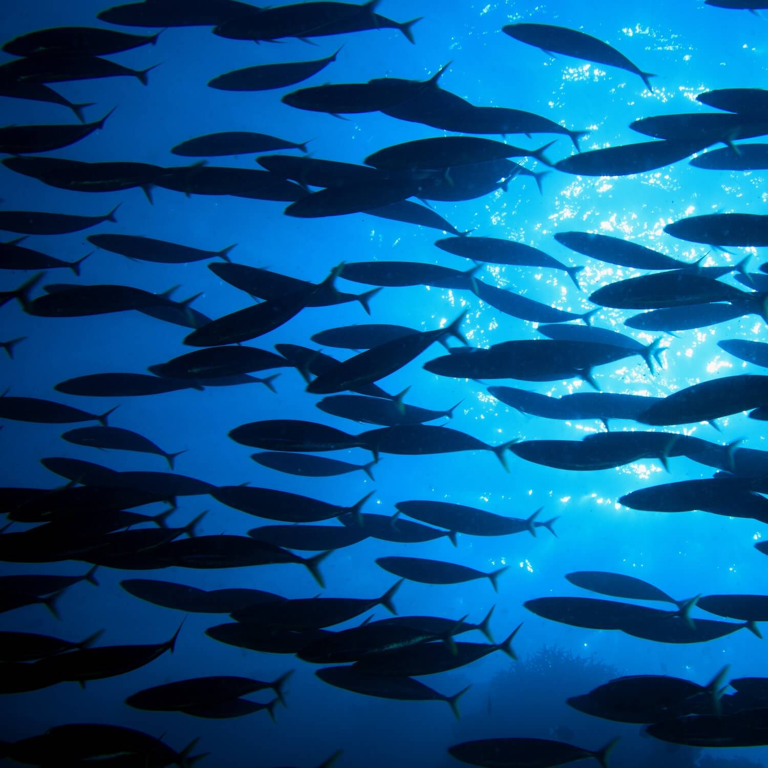 Meet an Animal Protector 9 fish swimming