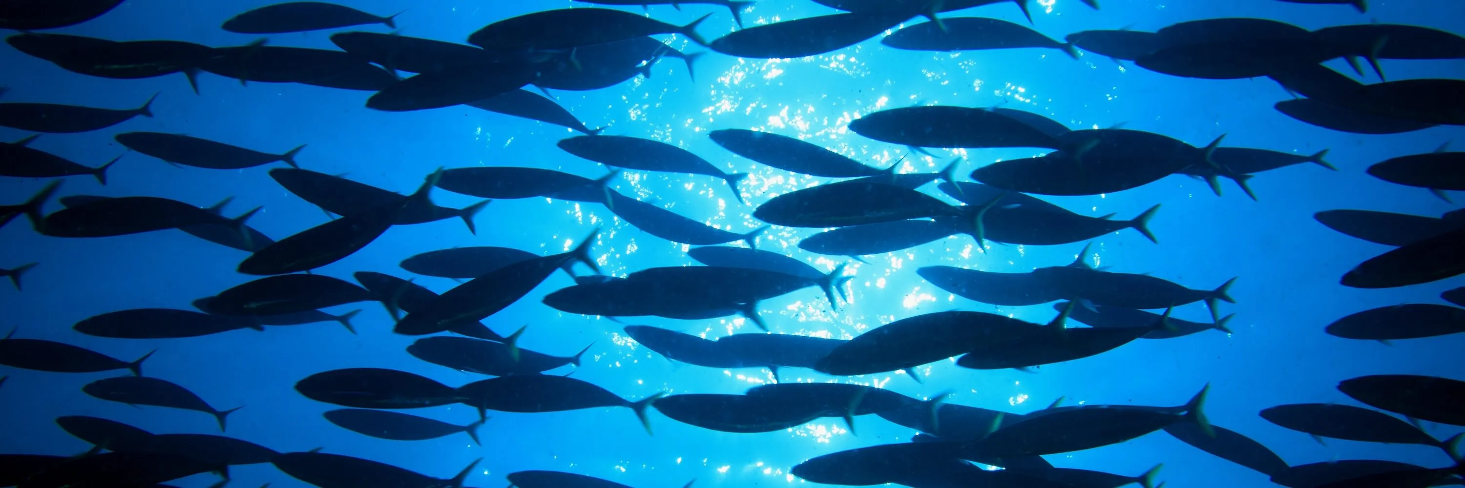 fish swimming