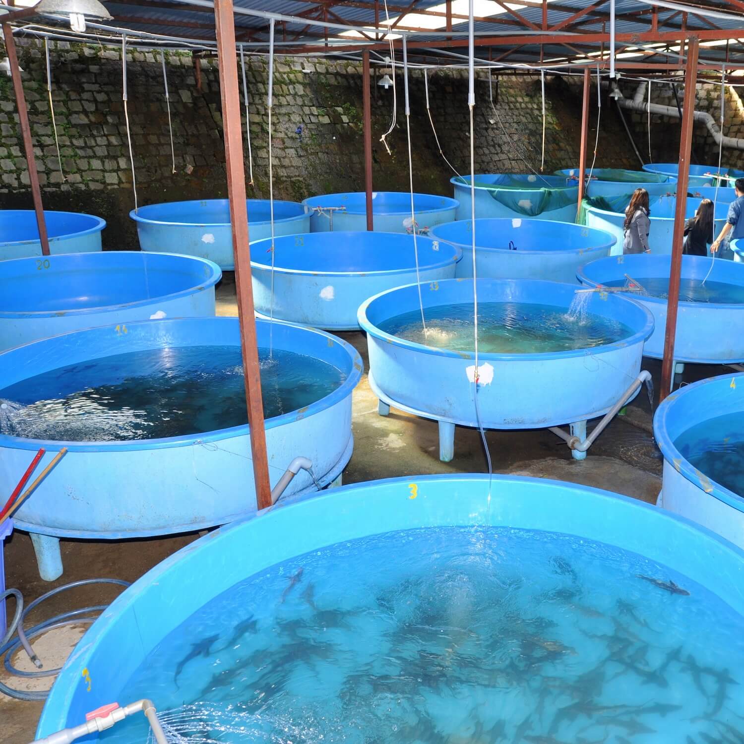 on land fish farm