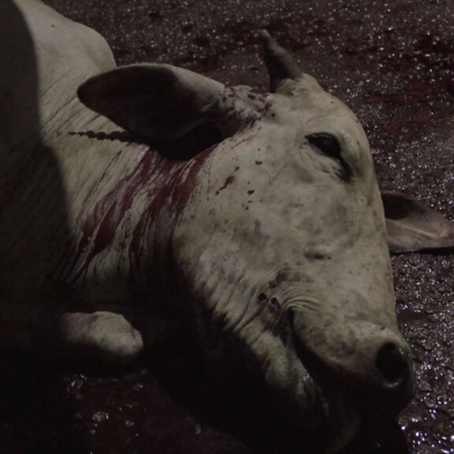 Dead cow - Brazilian illegal slaughterhouses investigation 1500 x 1500
