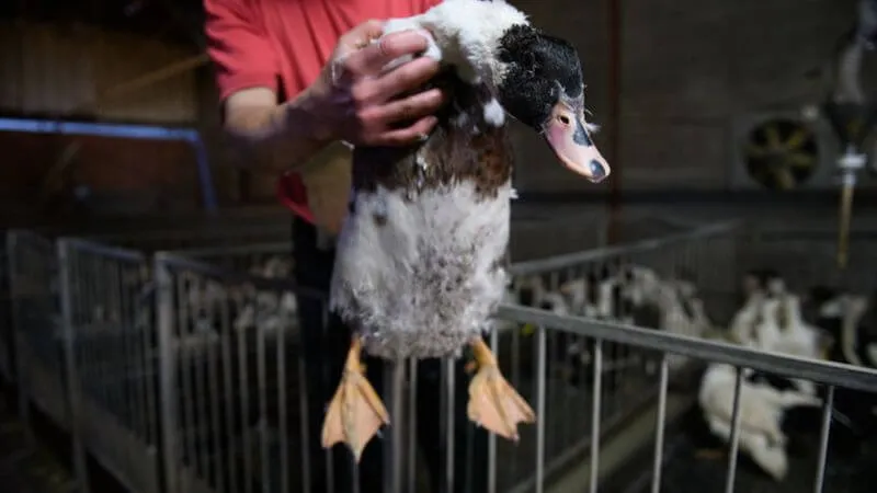 500 Days Since the UK Government Committed to a Foie Gras Import Ban 5