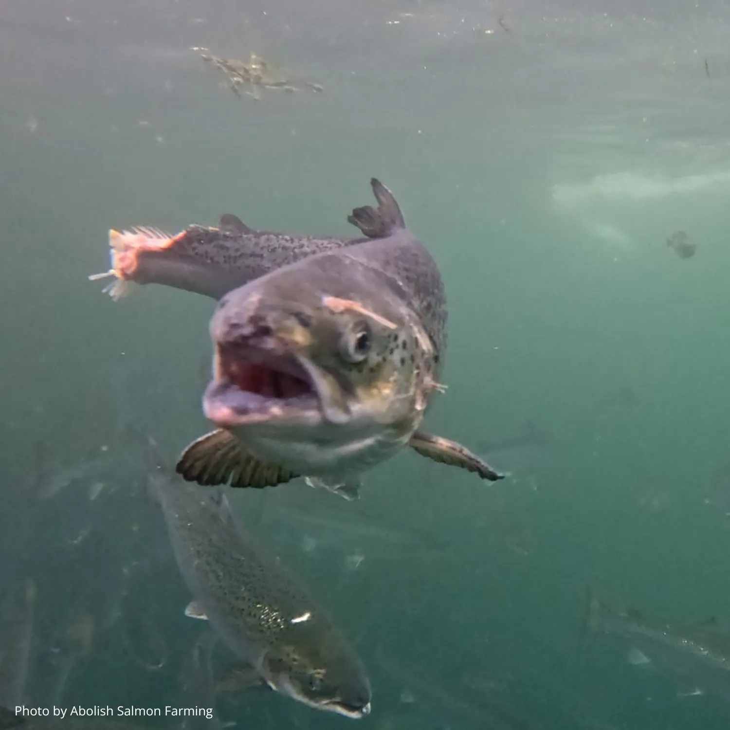 salmon missing tail Photo by Abolish Salmon Farming 1500x1500