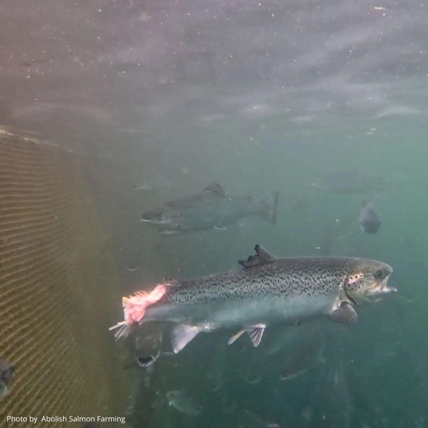 Injured salmon credit: Photo by Wilderness Witness 1500x1500