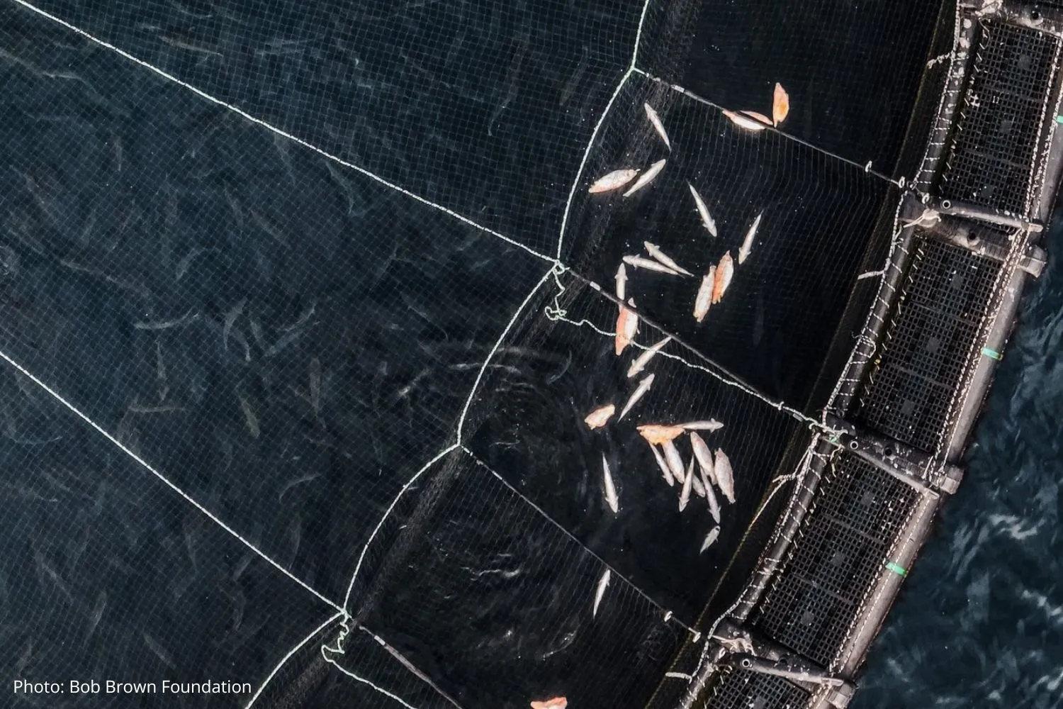 Dead salmon - credit: photo by Bob Brown Foundation