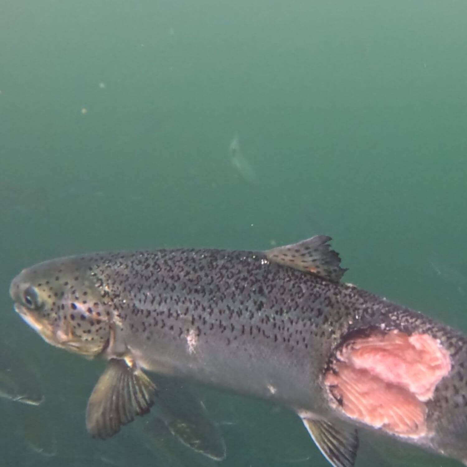 Stop ‘Label Rouge’ from selling cruel Scottish Salmon