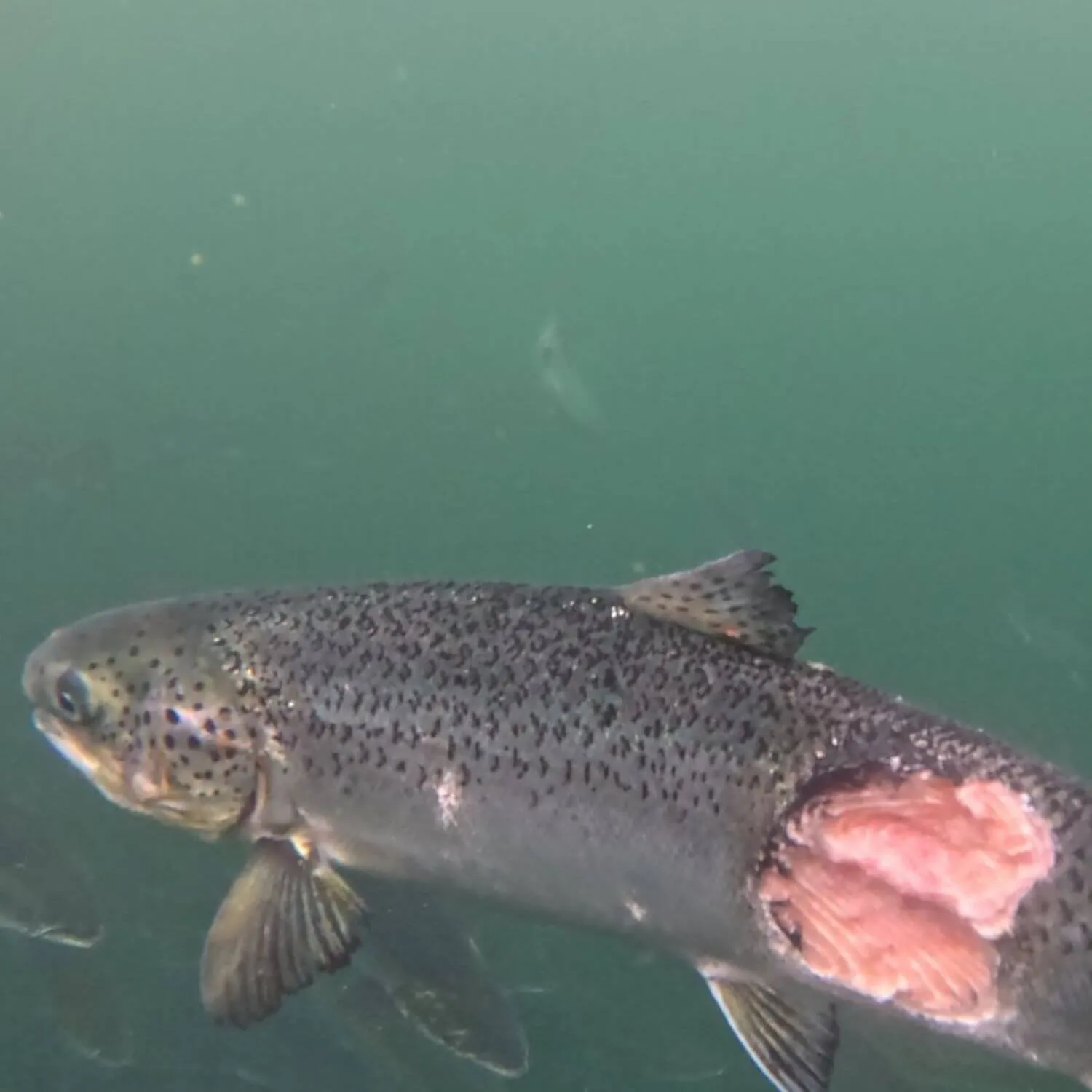 Salmon-missing-piece-credit Abolish Salmon Farming