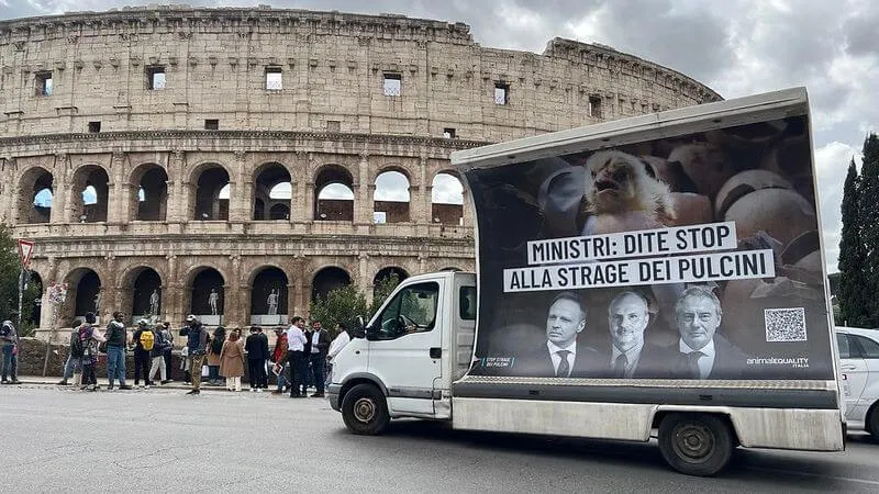 IT protest against chick culling 800x450