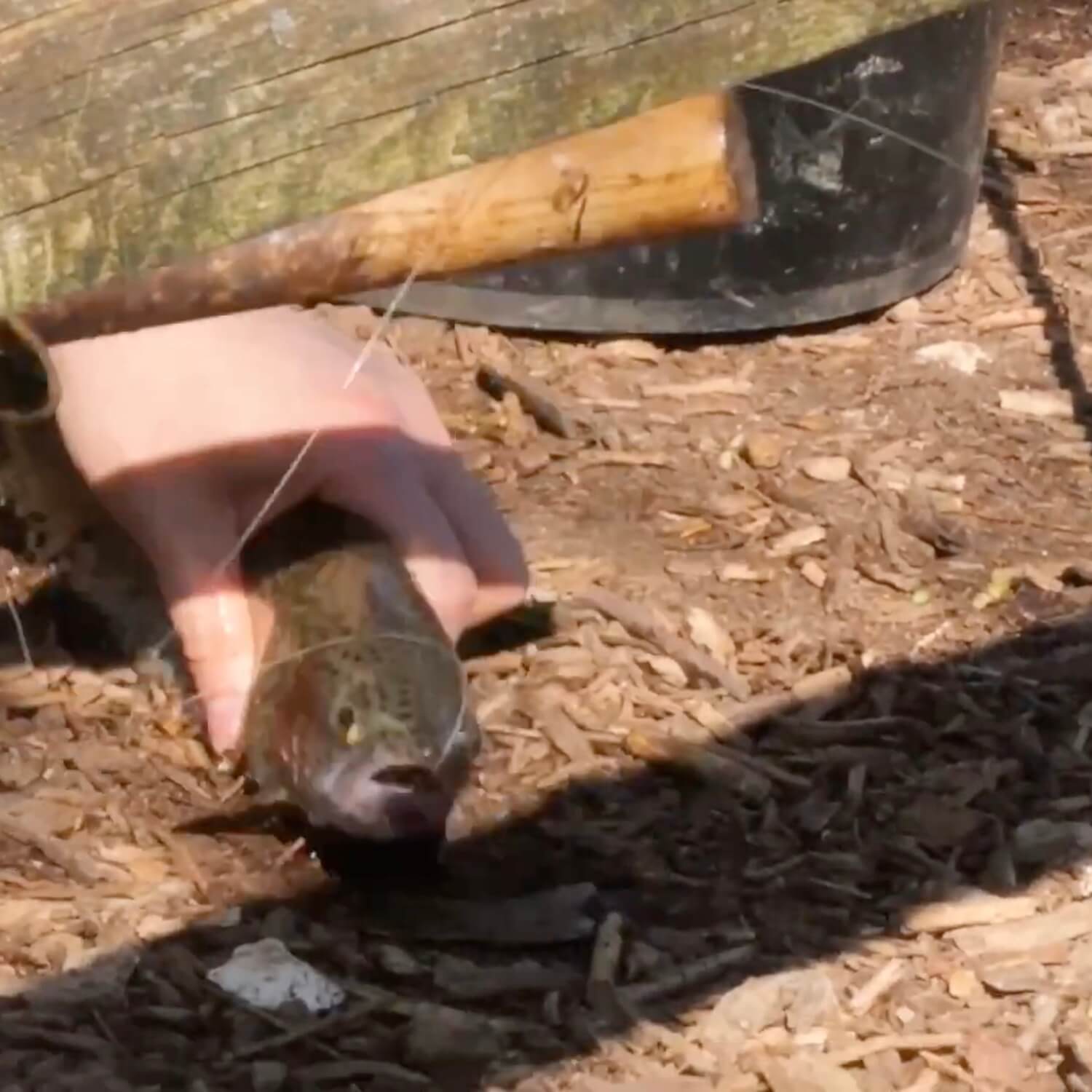 Trout being bludgeoned to death