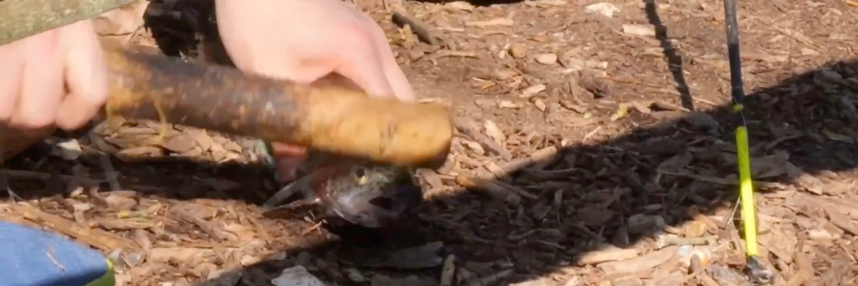 Trout being bludgeoned to death