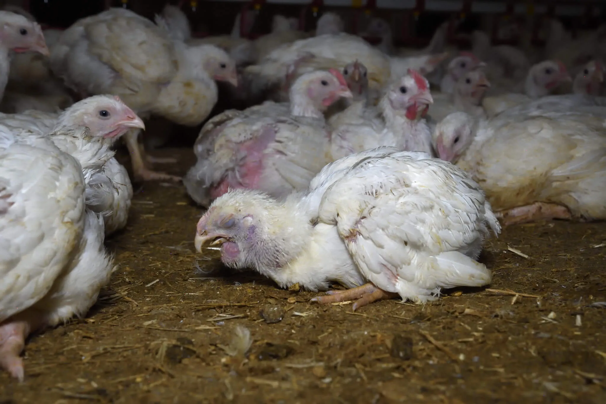 80% of shoppers concerned about chicken welfare and 71% would pay more if higher-rated meat was available in UK supermarkets, study finds 5