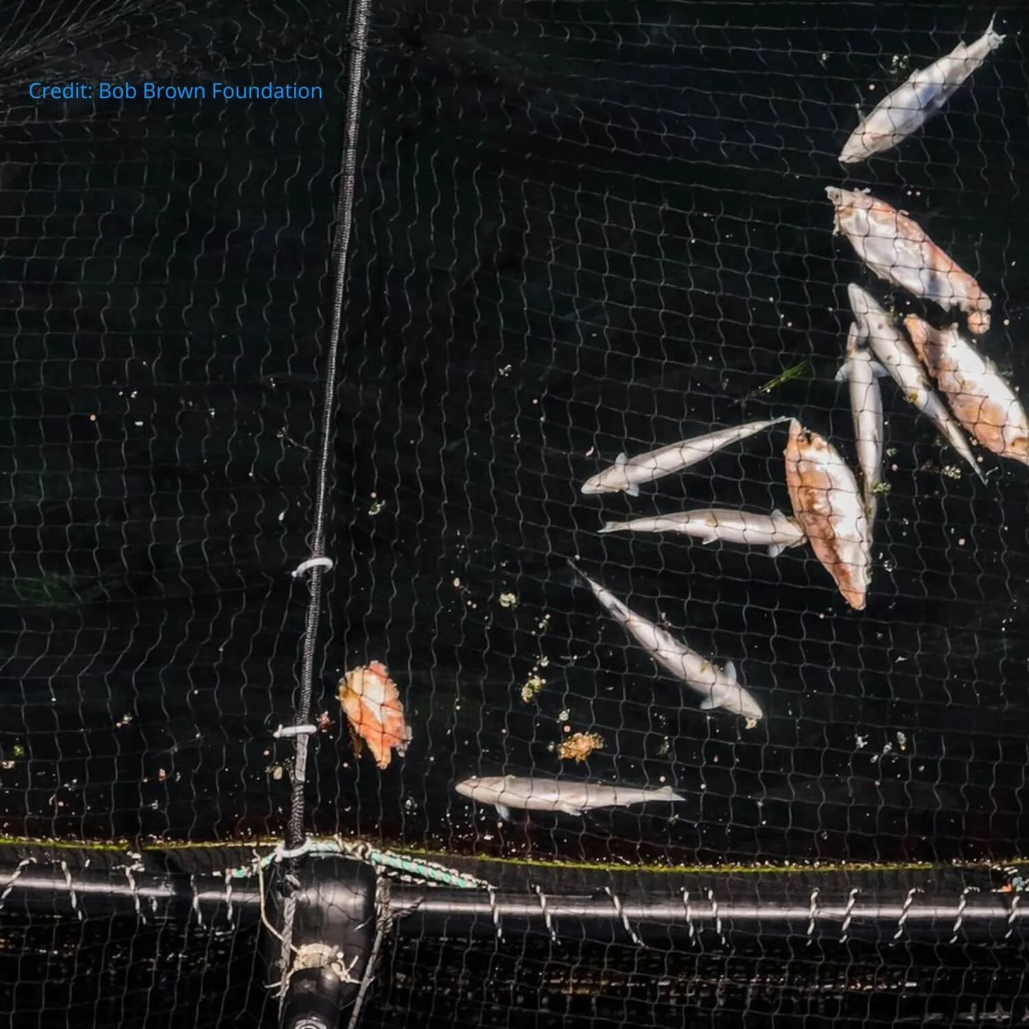 Death rate on Scottish salmon farms worst in 35 years 2 Death rate on Scottish salmon farms worst in 35 years