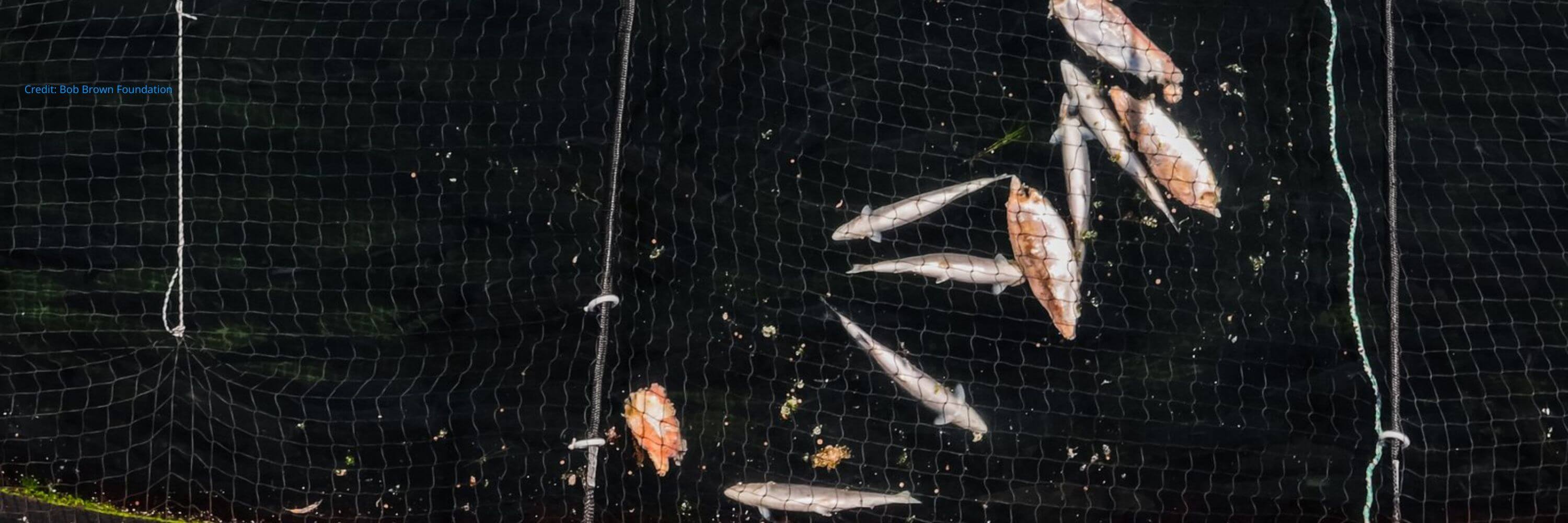 Credit Bob Brown Foundation (3000 x 1000 px)