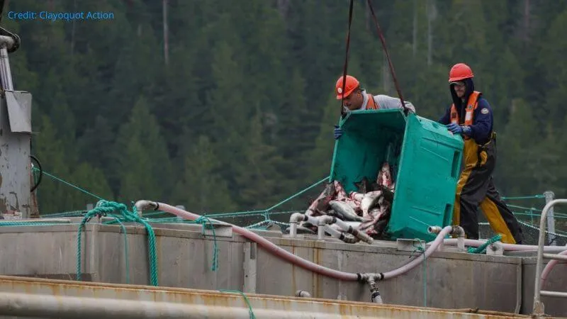 Death rate on Scottish salmon farms worst in 35 years 5 Salmon dumping Credit Clayoquot Action