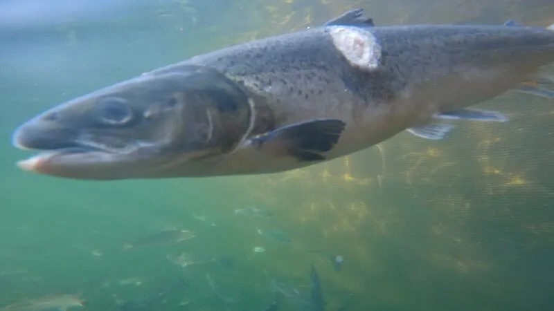 Death rate on Scottish salmon farms worst in 35 years 6 Hurt salmon online photo https://salmonmediahub.org/visual/gorsten-pen-still-side-injury-2/