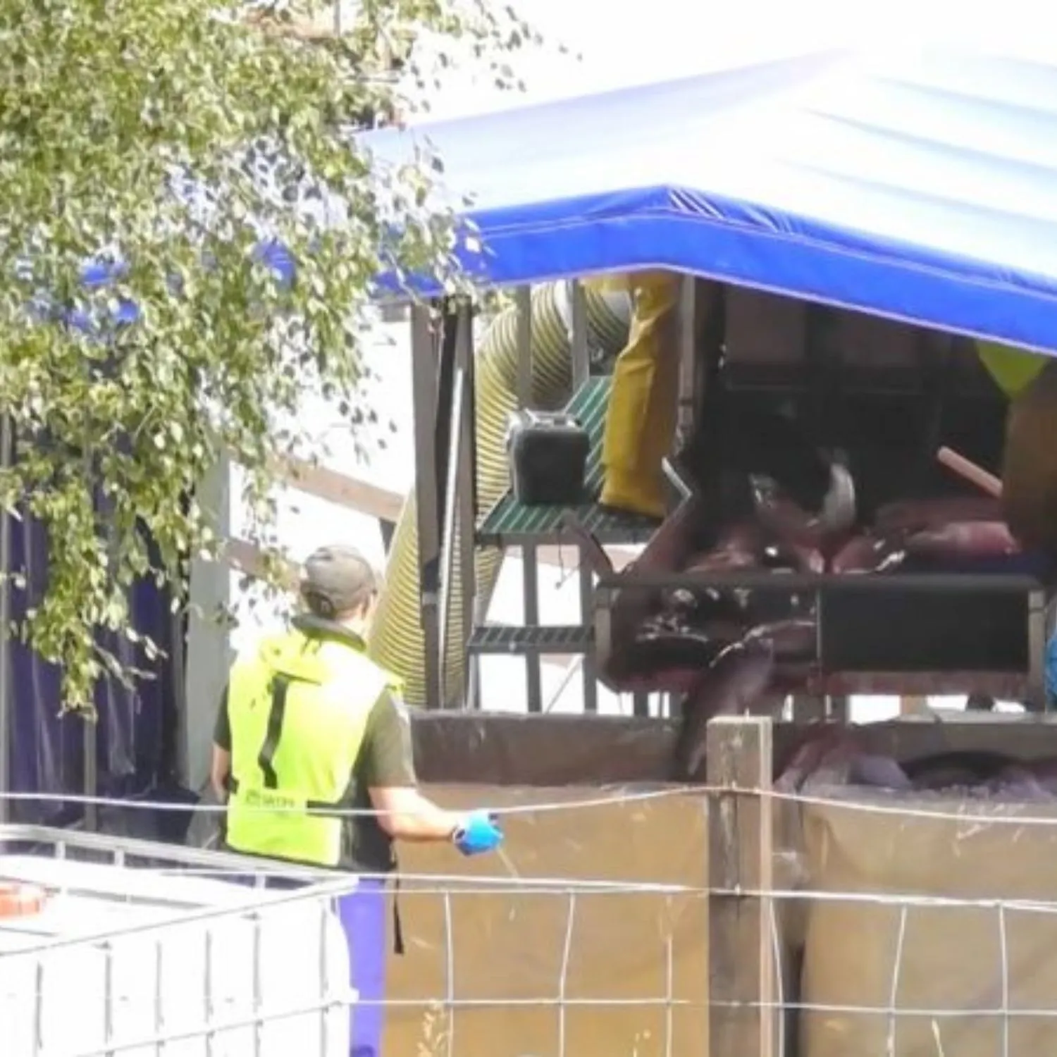 Investigation shows farmed trout suffocating, haemorrhaging, and suffering from skull fractures in Scottish slaughterhouse 1 Investigation shows farmed trout suffocating, haemorrhaging, and suffering from skull fractures in Scottish slaughterhouse