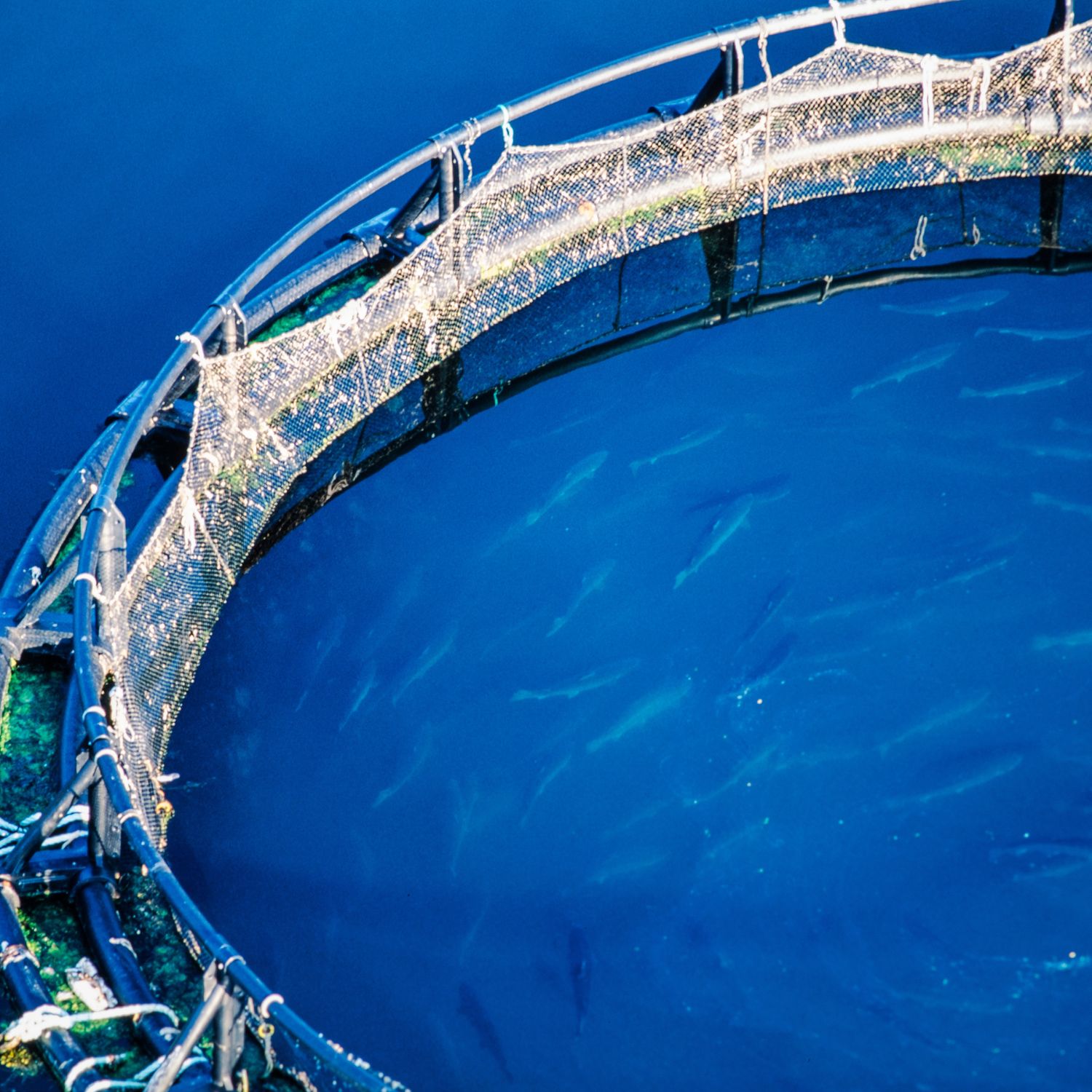 Under water cage salmon 1500 x 1500 px