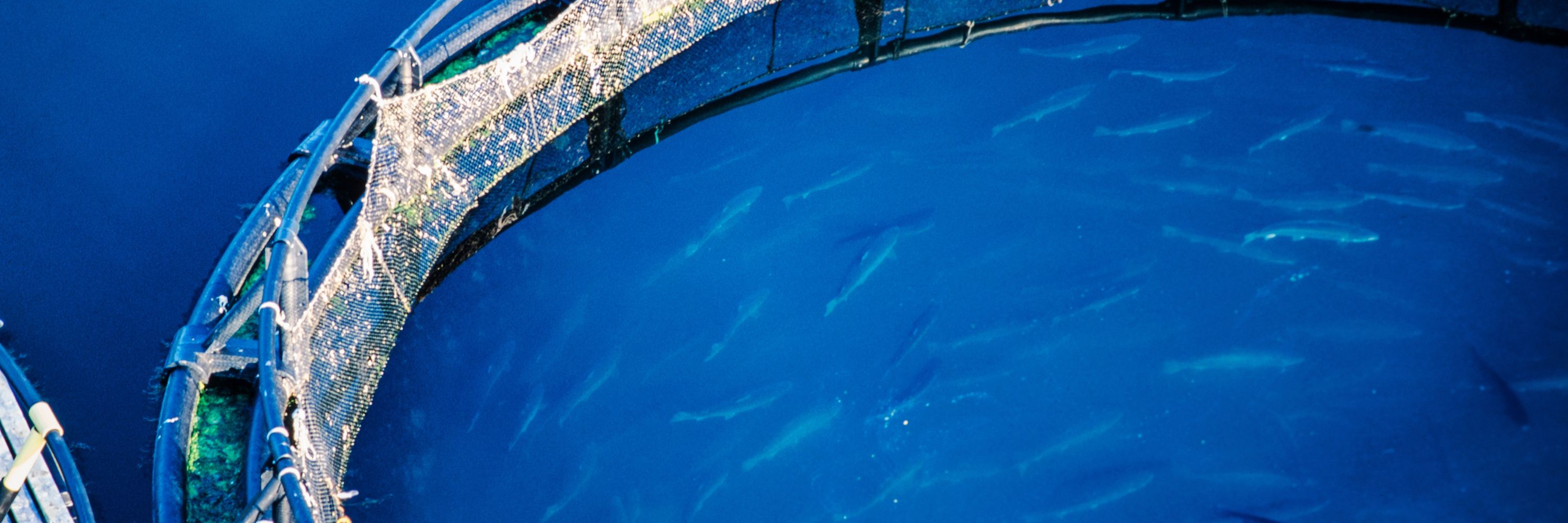 Underwater cage salmon 3000 x 1000 px