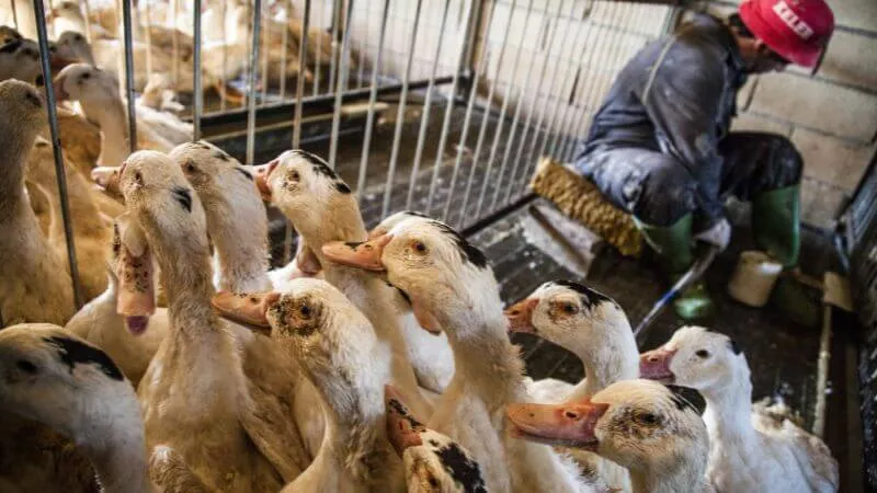 foie-gras-production_49134584373_o 800x450