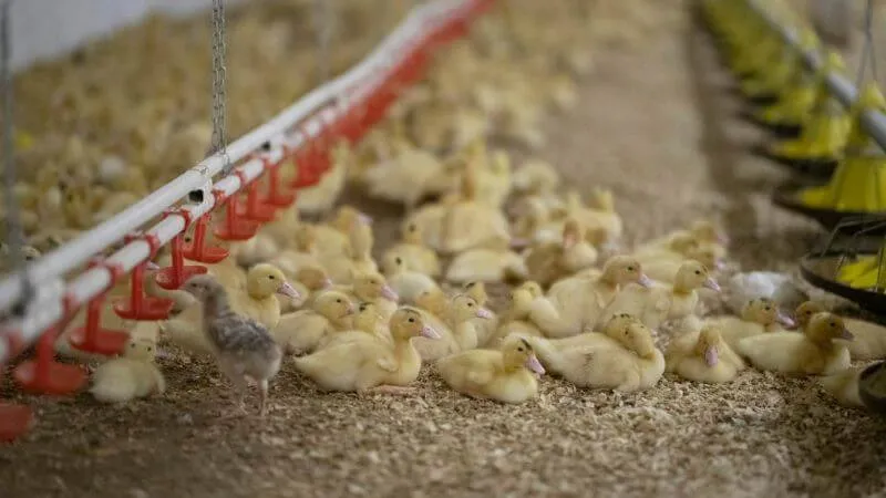 ducks-credit-andrew-skowron-005 800x450