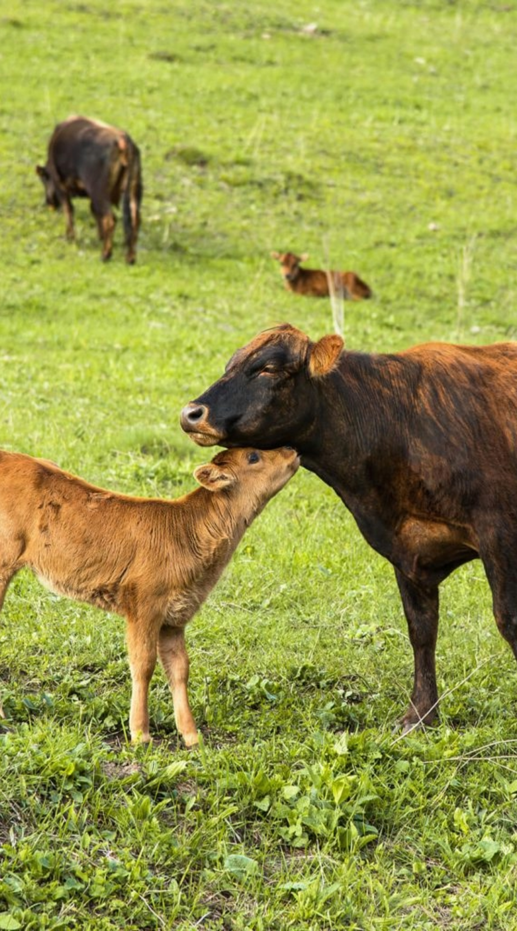feat_cows_1666x3000