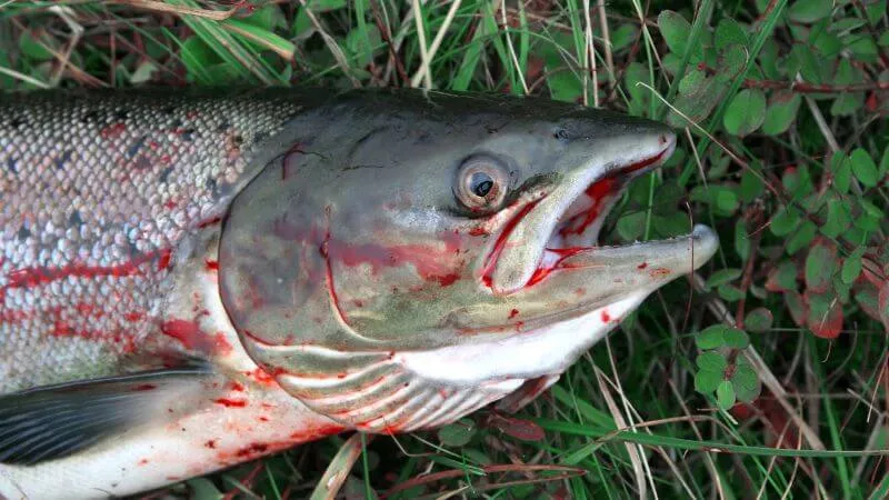Bakkafrost’s Attempt to Silence the “Kayak Vigilante” 5 salmon_dead_picsio 800x400