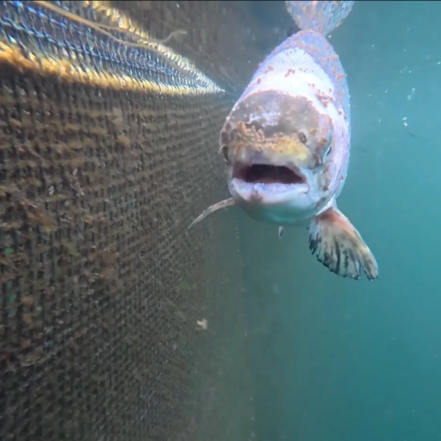Tesco cuts ties with one of Bakkafrost’s farms after a legal breach in which lice-infested salmon were left in a pen. 1 Tesco cuts ties with one of Bakkafrost’s farms after a legal breach in which lice-infested salmon were left in a pen.