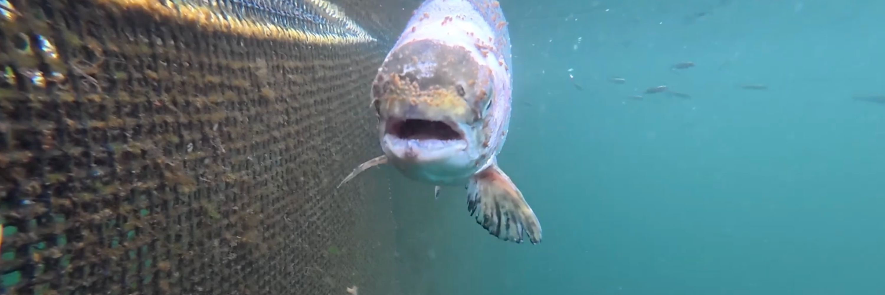 3000 x 1000 Screenshot abandoned Salmon