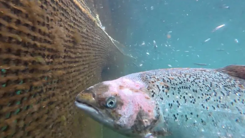 Tesco cuts ties with one of Bakkafrost’s farms after a legal breach in which lice-infested salmon were left in a pen. 5