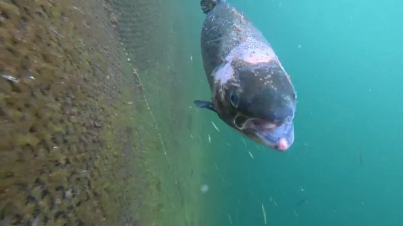 Tesco cuts ties with one of Bakkafrost’s farms after a legal breach in which lice-infested salmon were left in a pen. 7