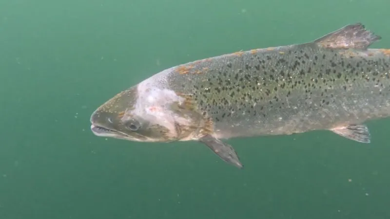 Tesco cuts ties with one of Bakkafrost’s farms after a legal breach in which lice-infested salmon were left in a pen. 6