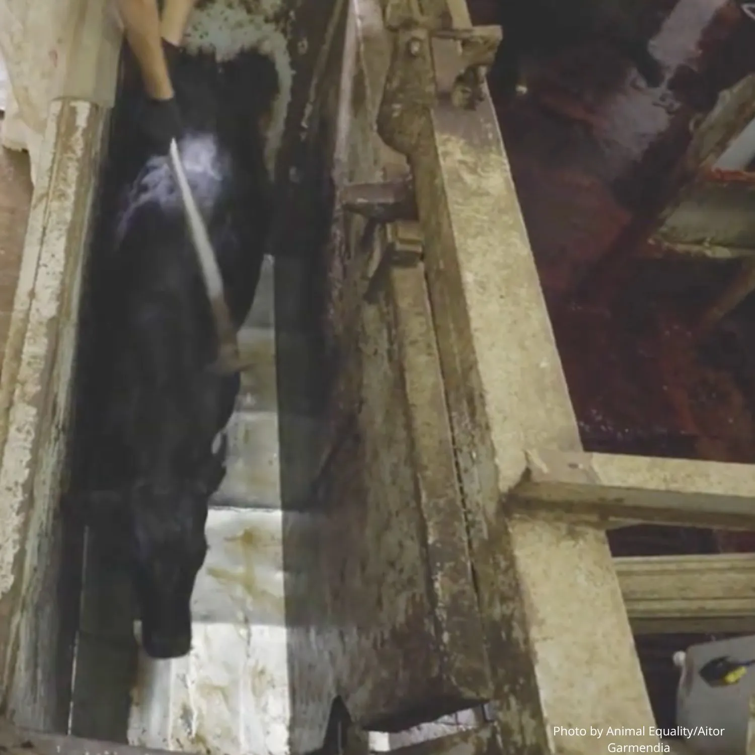 Animal Equality exposes cruel treatment in Argentine slaughterhouses 1 Animal Equality exposes cruel treatment in Argentine slaughterhouses