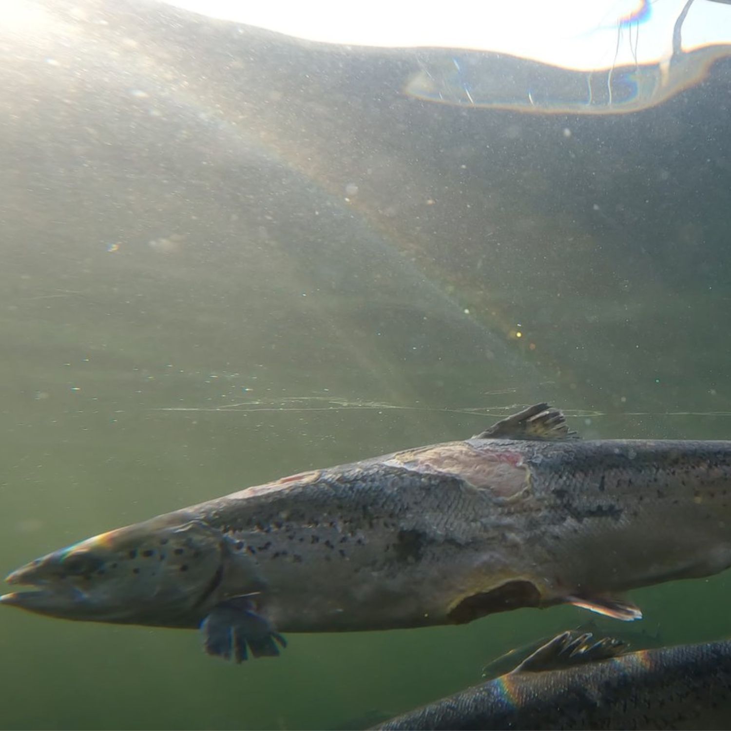 Gorsten pen still – side wounds Mowi 1500x1500 no credit required https://salmonmediahub.org/visual/gorsten-pen-still-side-wounds/