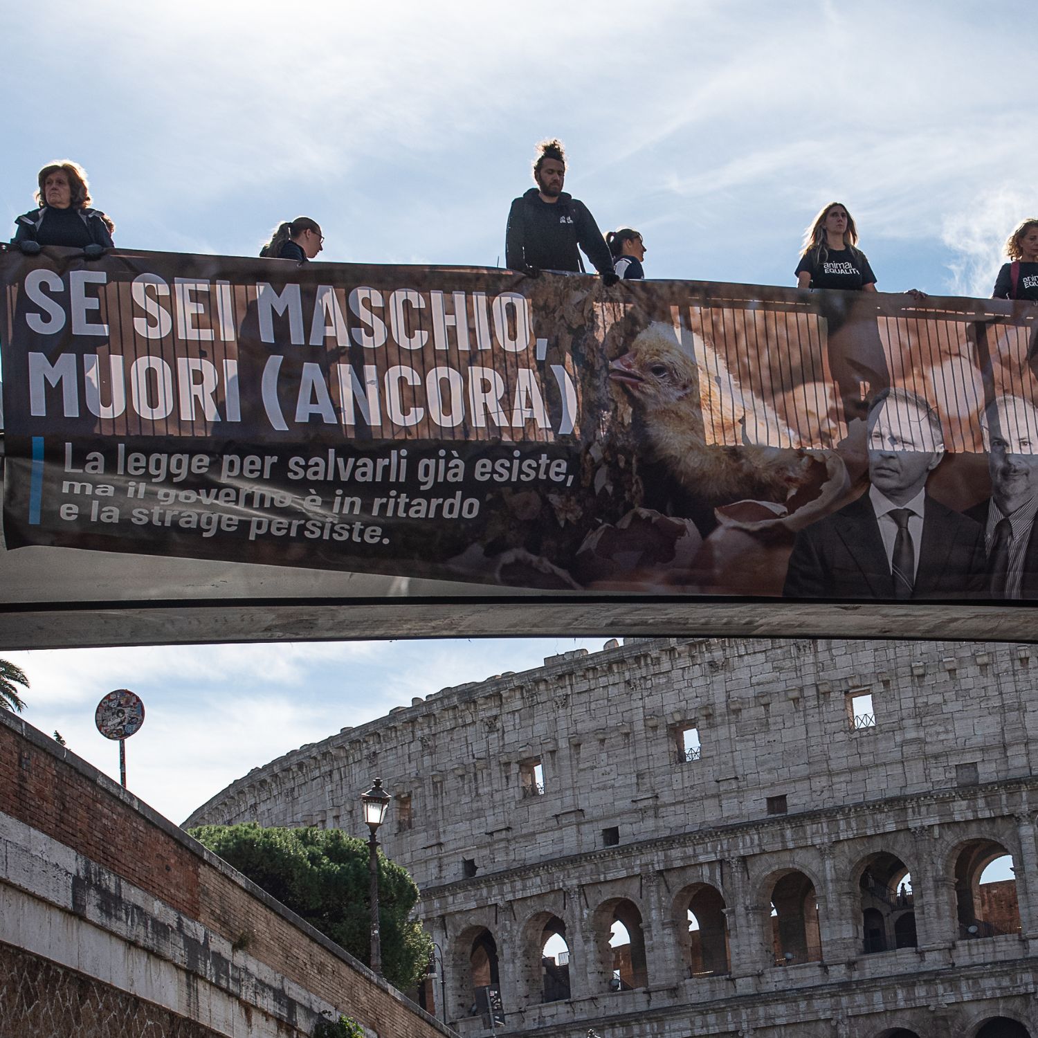 male-chick-killing banner italy oct 25 1500x1500