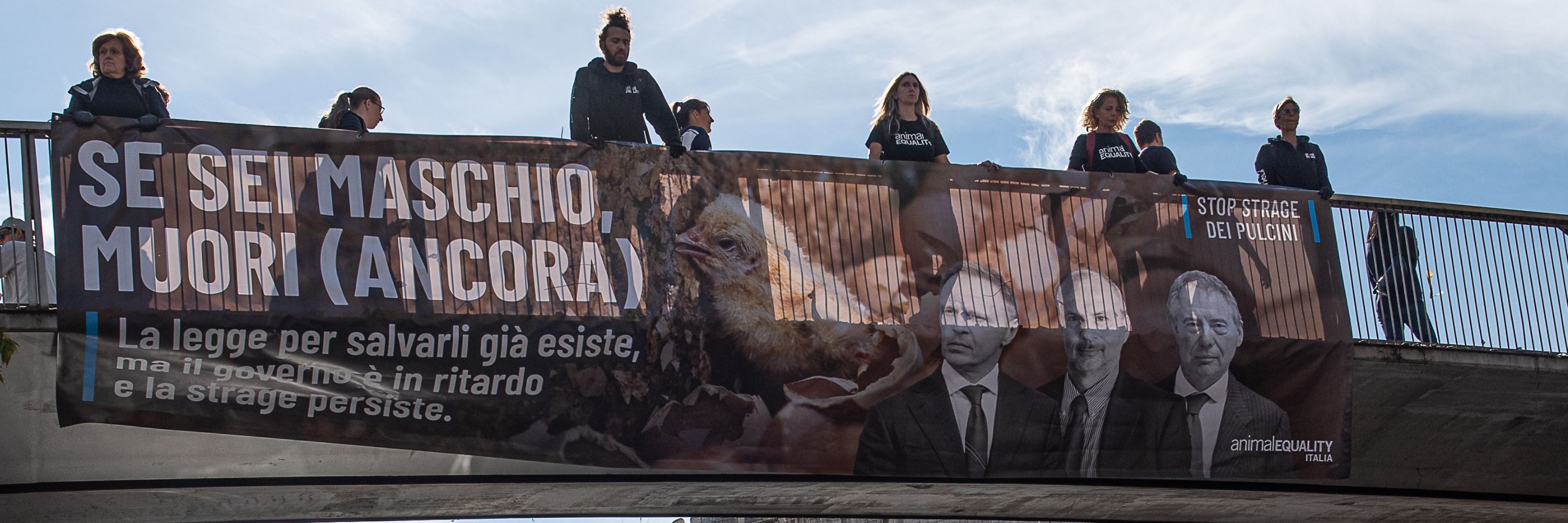 male-chick-killing banner italy oct 25 (3000 x 1000 px) (2)