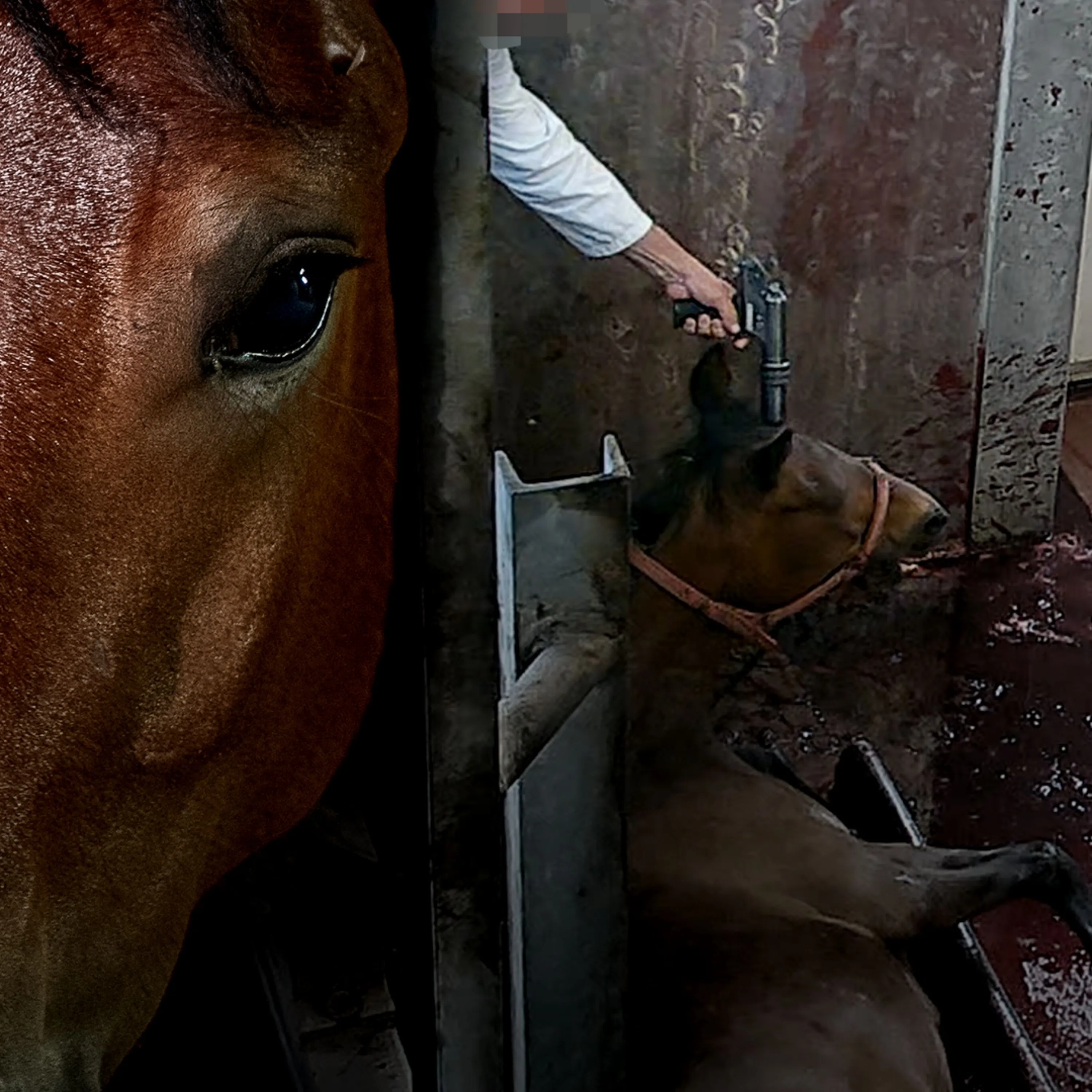 Investigation into horse slaughter in Italy