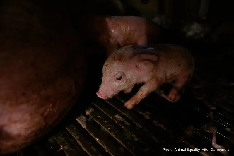 UK pig investigation piglet