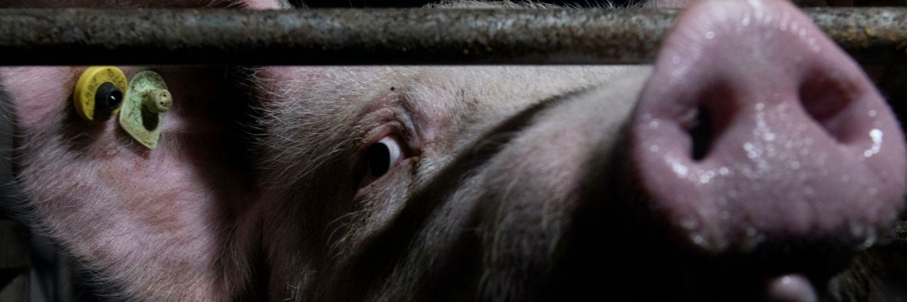 Aitor Garmendia Animal EQUALITY PIG LOOKING THROUGH CAGE 3000X1000