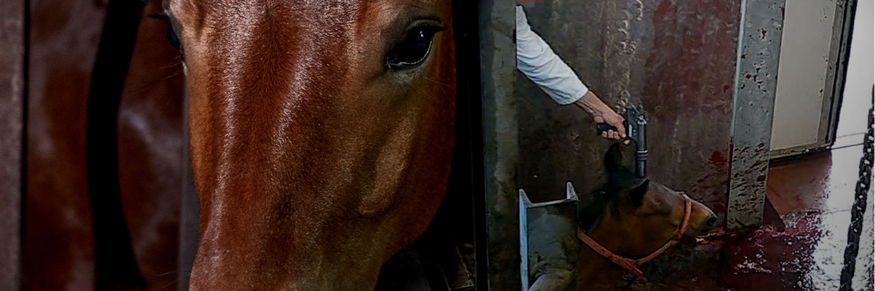 Horse investigation 3000x1000