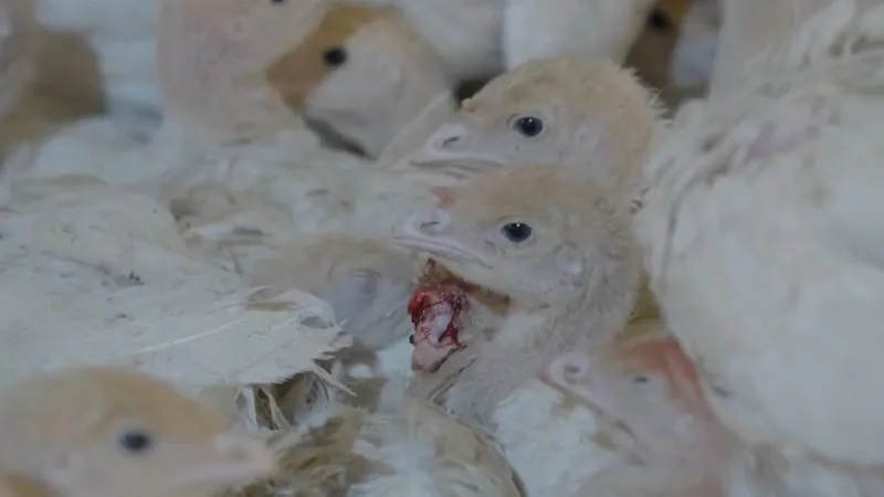 Exposed: Turkey farming in Brazil 6