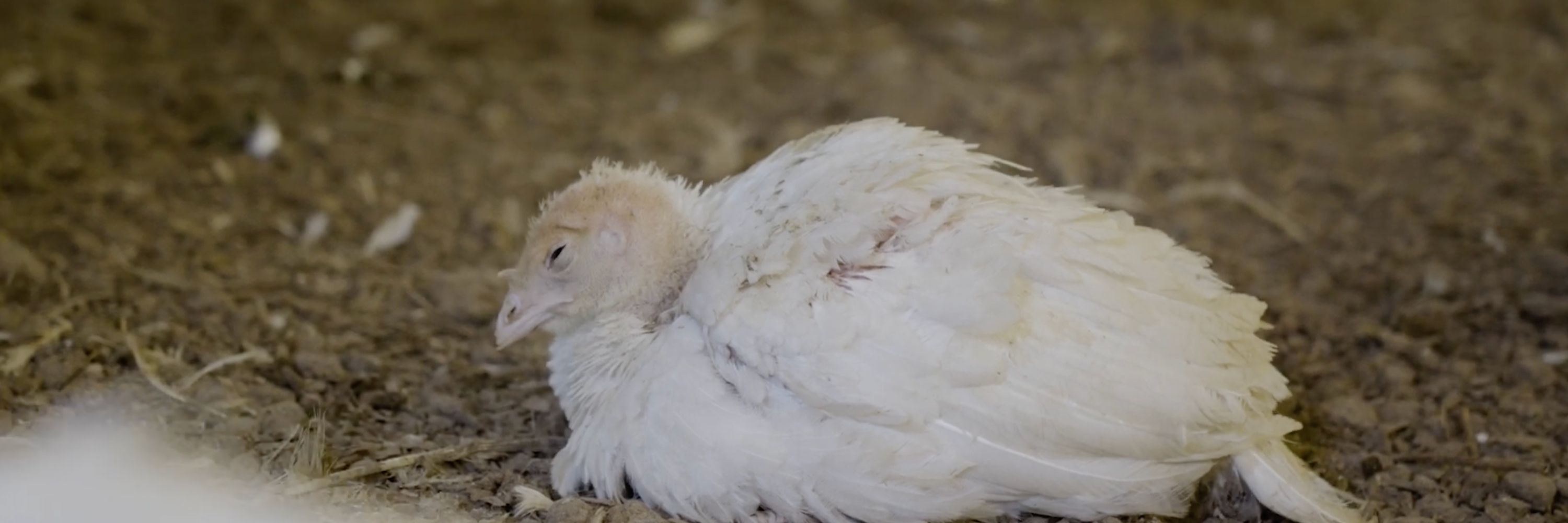 Turkey investigation Brazil 2025 - sick turkey