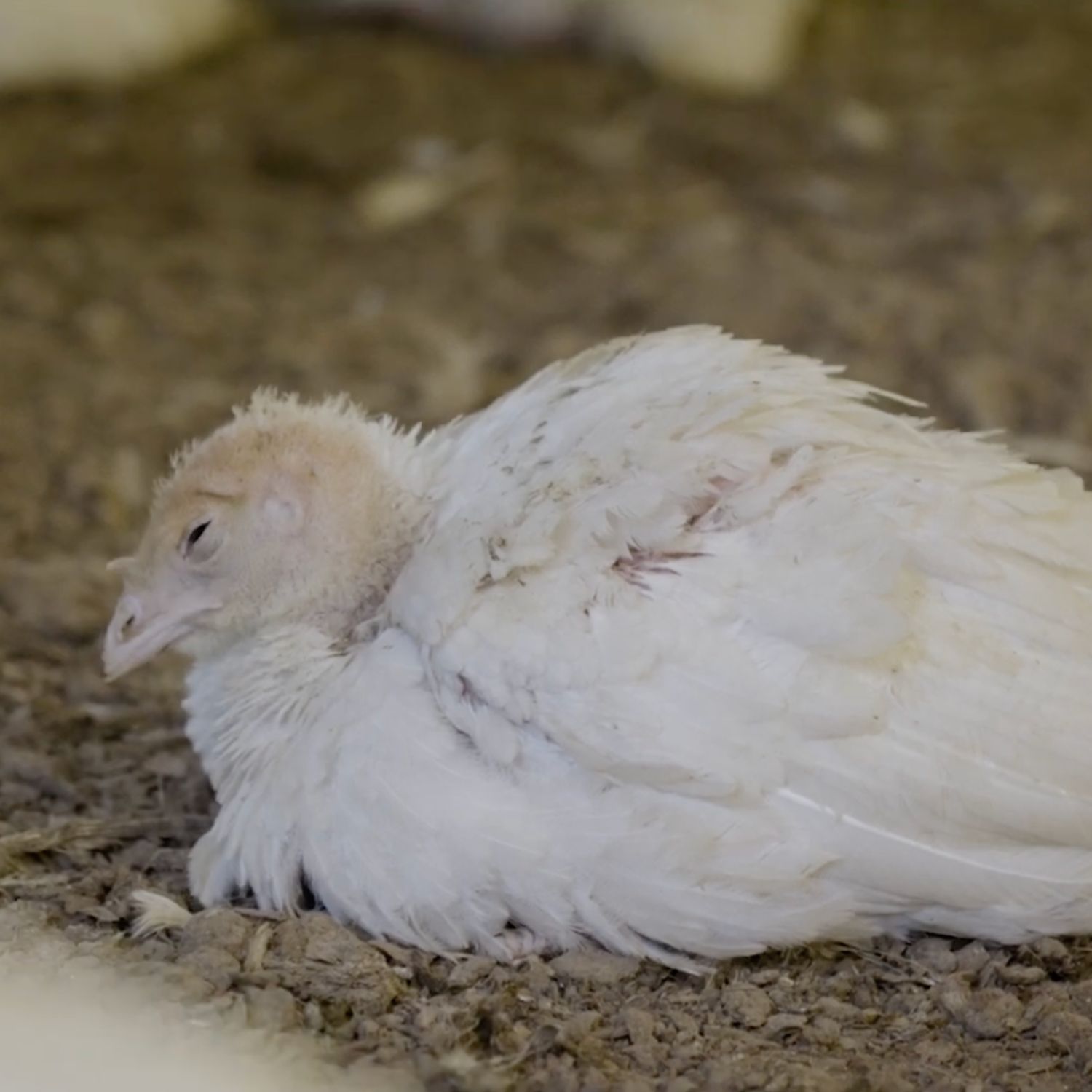 Turkey investigation Brazil 2025 - sick turkey 1500x1500