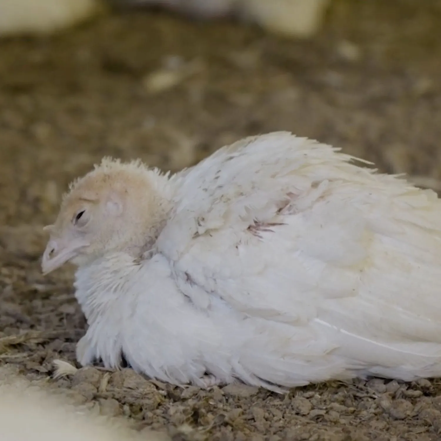 Exposed: Turkey farming in Brazil