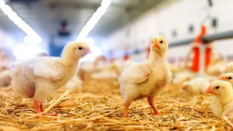 800x450 cropped-social_chicks.jpg