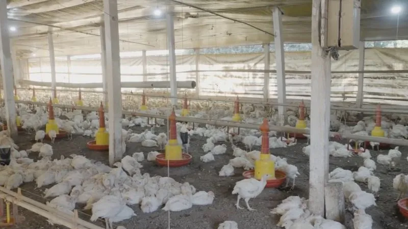 Exposed: Turkey farming in Brazil 5