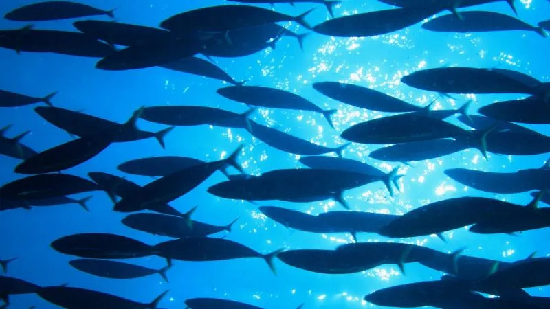 fish-shutterstock_120698047-800x450-2-1.