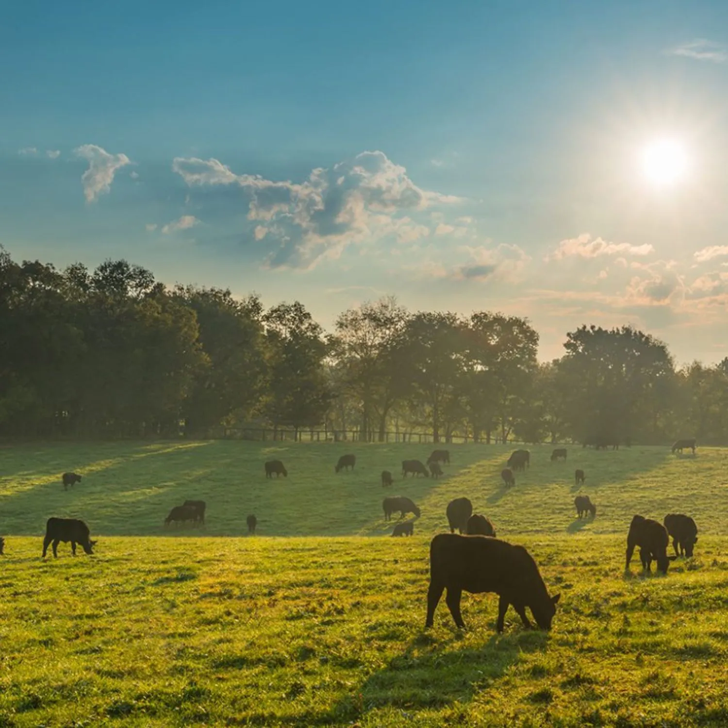 That’s a wrap! 12 moments that changed animals’ lives around the world in 2025