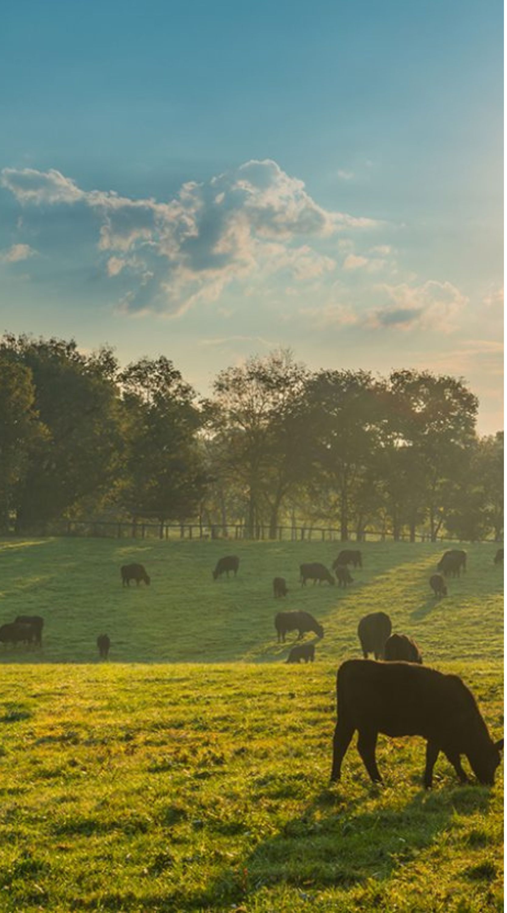 half_cows_field (1666 x 3000 px)