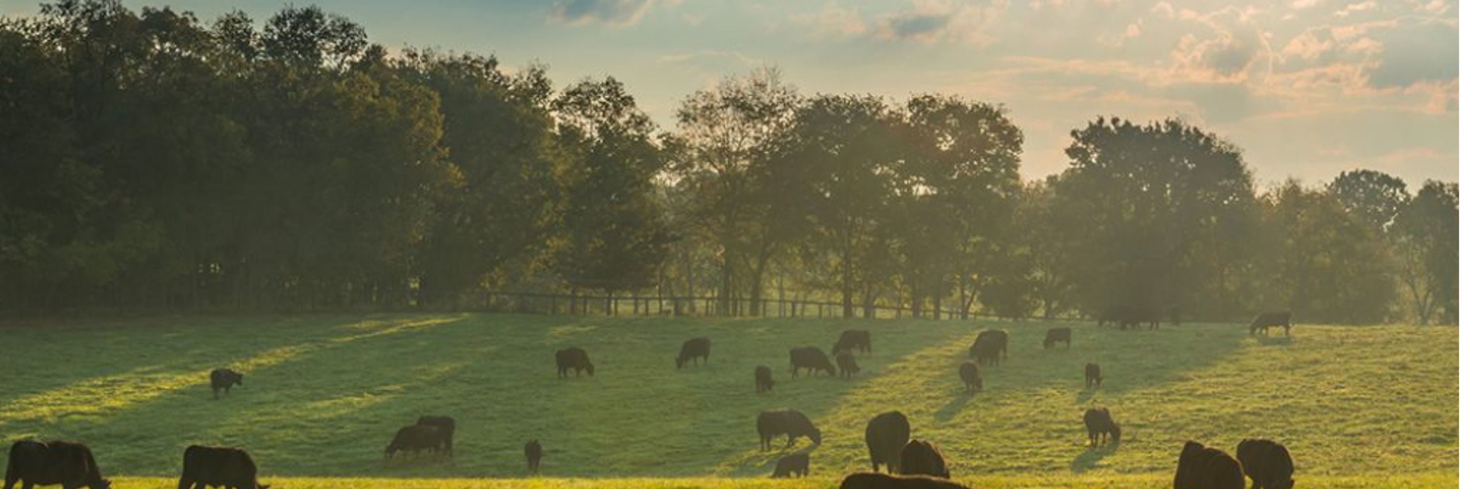 half_cows_field (3000 x 1000 px)